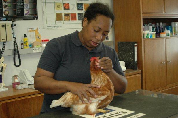 Nina Hoffmann behandelt ook bijzondere dieren zoals kippen