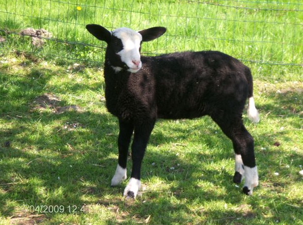 Ook als uw schapen, geiten of ezels gezondheidsproblemen hebben, kunt u bij Dierenarts Nina Hoffmann terecht