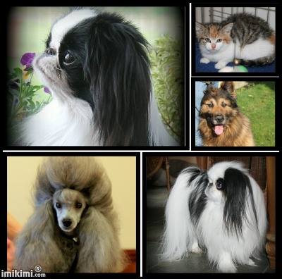 Dierenarts Valgaeren M